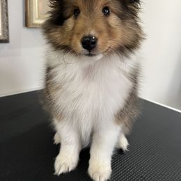 Shetland Sheepdog Puppies from Southern Charm Sheltie’s