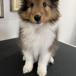 Shetland Sheepdog Puppies from Southern Charm Sheltie’s
