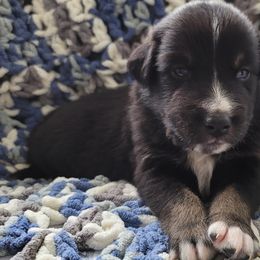 Australian Shepherd Puppies from Slemmer Aussies