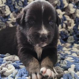 Australian Shepherd Puppies from Slemmer Aussies