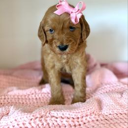 PEACH - Apricot female Goldendoodle puppy in Independence, Oregon from Ankeny Doodles