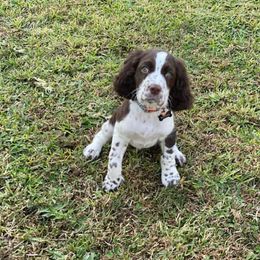 English Springer Spaniels from Petite Ville Springers