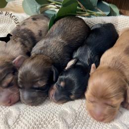 Dachshund puppies from Long_and_Low_Dachshunds