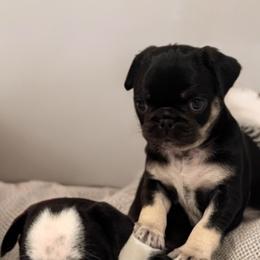 Pug Puppies from Pug Envy
