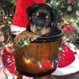 Rottweiler Puppies from Vom Arnold-Hause Rottweilers