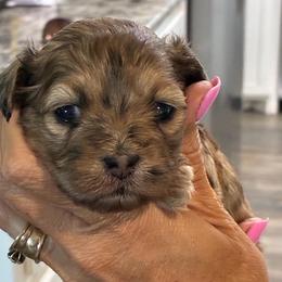 Churro - Merle male Shihpoo puppy in Millsap, Texas from Gaston’s Posh Poodles and Doodles