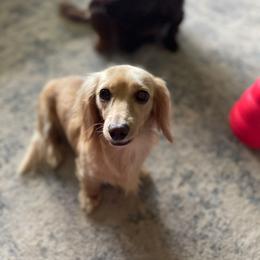Kaia - Dachshund