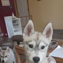 Siberian Husky Puppies from Aasil Siberians