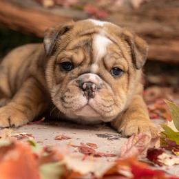 Bulldog Puppies from Erimis Bulldogs