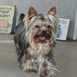 KORRA - Yorkshire Terrier