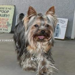 KORRA - Yorkshire Terrier