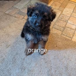 Orange - Black and red male German Shepherd puppy in Stuarts Draft, Virginia from Shengulli Shepherds