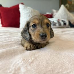 Truck - Dapple male Dachshund puppy in Temecula, California from Naomi Magee's Dachshund Kennel