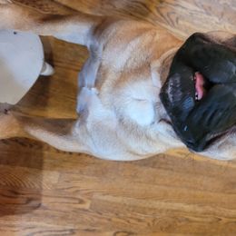 Nelson  - French Bulldog