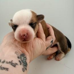 Pecos Hank - Sable and white male Cardigan Welsh Corgi puppy in Bland, Missouri from Shadey Lane Corgis