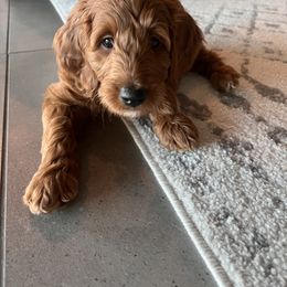 Goldendoodle Puppies from AZ Ohana Doodles