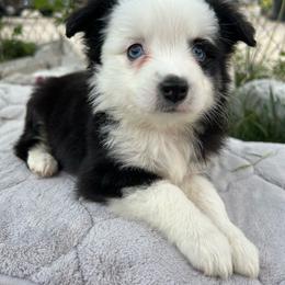 Girl 1 - Black tri female Miniature Australian Shepherd puppy in Hokes Bluff, Alabama from Alegria Toy Aussies
