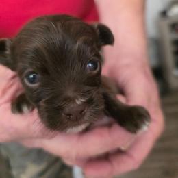 Boy 1 - Liver male Yorkshire Terrier puppy in Bucyrus, Ohio from Dyer's Beauties