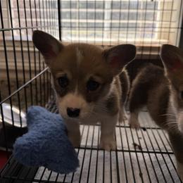 Siri - White and red female Pembroke Welsh Corgi puppy in Jenkinsburg, Georgia from Red Elephant Farms
