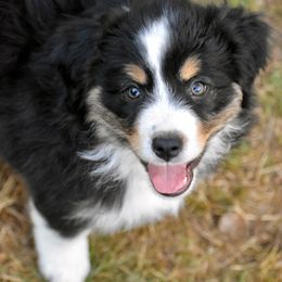 Australian Shepherd and Miniature American Shepherd Puppies from Bright Heart Aussies & Miniature American Shepherds