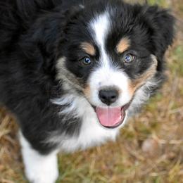 Australian Shepherd and Miniature American Shepherd Puppies from Bright Heart Aussies & Miniature American Shepherds
