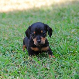 AKC Teddy - Black and tan male Dachshund puppy in Billings, Missouri from Bundles of Joy
