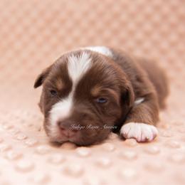 Lilac - Red tri female Miniature Australian Shepherd puppy in Lacombe, Louisiana from Indigo River Aussies