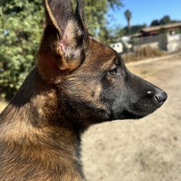 Peter - Red sable male Belgian Malinois puppy in Chino, California from BlueStone K9