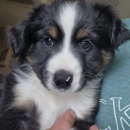 White-Green (collar color) you name him - Black tri male Miniature American Shepherd puppy in Centralia, Washington from Blackjack Mini Aussies