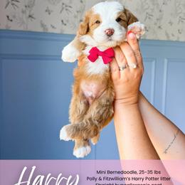 Harry - Red male Bernedoodle puppy in South Jordan, Utah from Wonderful World Doodles
