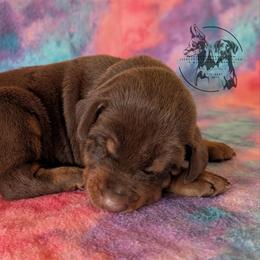 Male 4 - Brown Collar - Red and rust male Doberman Pinscher puppy in Spencer, Indiana from Jackson's Dobermans