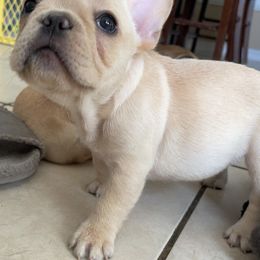 French Bulldog Puppies from MaFrenchiesBadandBoujee