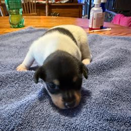 Ruby male 3 - White black and tan male Toy Fox Terrier puppy in Clermont, Florida from Debbie Hiles's Toy Fox Terriers