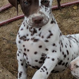 Dalmatian and Labrador Retriever Puppies from CountrySide Dalmatians & Locks of Love Labradors