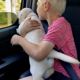 Labrador Retriever Puppies from Jewell Labradors