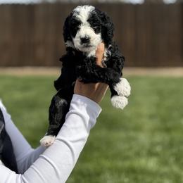 Socks - Black and white male Bernedoodle puppy in Yuba City, California from Ranch House Doodles