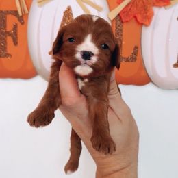 Stuffing - Red male Cavapoo puppy in Salt Lake City, Utah from SunnySide Mini Doodles