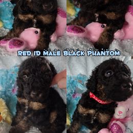 Poodle Puppies from Majestic Royalty Poodles