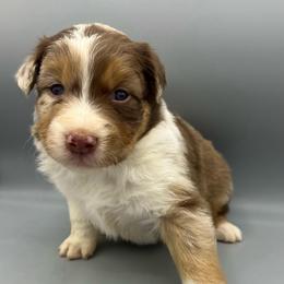 Maggie - Red merle female Australian Shepherd puppy in Scottsville, Virginia from Cedar Creek Aussies