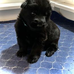 Blue Male - Black male German Shepherd puppy in Puyallup, Washington from Majestic Royal German Shepherd’s