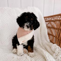 Atlas - Black and white male Bernedoodle puppy in Cold Spring, Minnesota from A.N.A. Doodles
