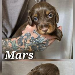 Mars - Chocolate male Dachshund puppy in New Caney, Texas from BouncinMiniWeenies