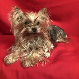 Dolly - Yorkshire Terrier