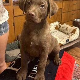 Grey - Light brown male Chesapeake Bay Retriever puppy in Plainwell, Michigan from Gun River Chesapeake Bay Retrievers