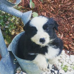 Australian Shepherd Puppies from Johnson Aussies