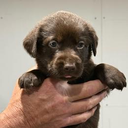 Roller - Chocolate male Labrador Retriever puppy in Isle, Minnesota from Dog Ear Outfitters