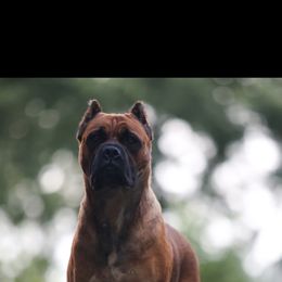 Roxy - Cane Corso