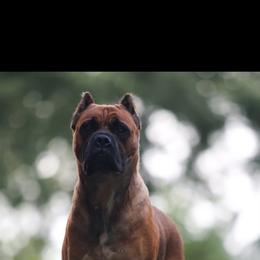 Roxy - Cane Corso
