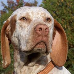 Braque du Bourbonnais from Aspen Ridge Kennels