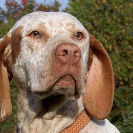 Braque du Bourbonnais from Aspen Ridge Kennels